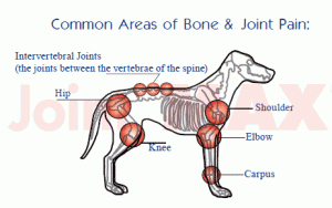 Exciting Advances In Joint Chew Nutrition For Dogs | Veterinary Advice
