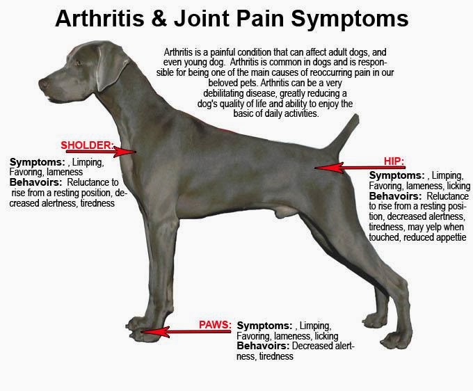 Why Oral Glucosamine Treatment For Arthritis In Dogs and Cats Should Be