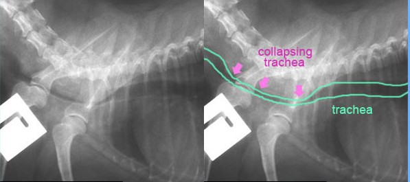 Chest and neck x-rays of dog with collaping trachea