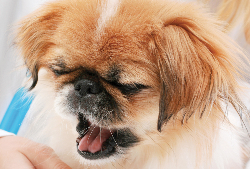 Chronic Allergic Bronchitis In Dogs