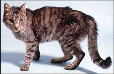 Hyperthryoidism In Cats - Diagnosis And Treatment Options