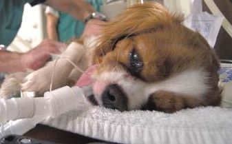 Is Your Pet Too Old For Anesthesia?