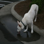 Dog Drinking From Puddle