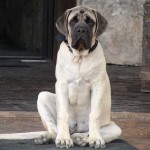 Giant Breed Dog