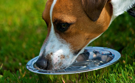 Terrier Drinking Water