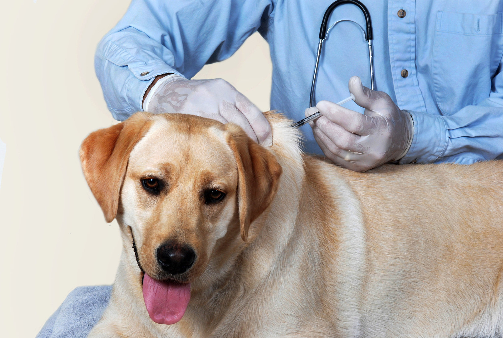 Dog getting a vaccination from a Veterinarian. Yellow Lab