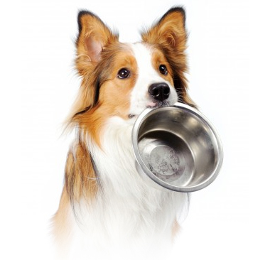Dog Food Trial