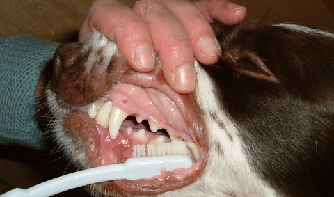 Dog Tooth Brushing