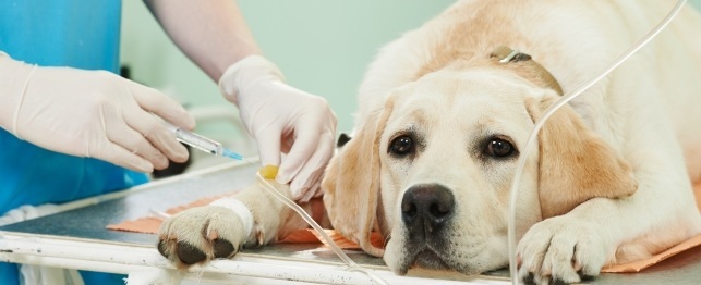Is Chemotherapy Right For Your Pet’s Cancer Treatment? Veterinary