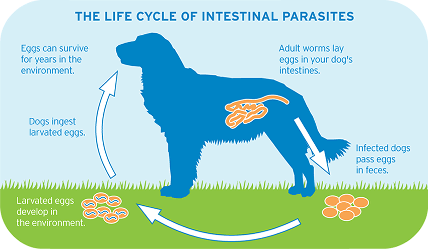 Dogs Internal Parasites