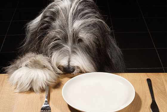 Home Cooked Diets Pets
