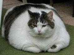 Tips and Tricks to get weight off your obese pet