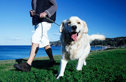Daily walks are beneficial for your dog physically and mentally
