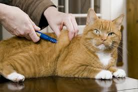 Choosing The Right Insulin For Diabetic Dogs And Cats