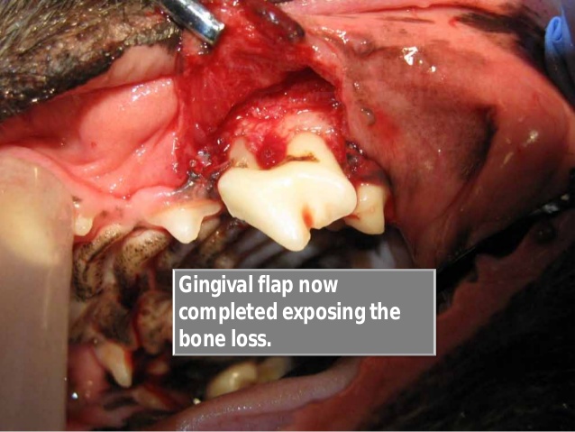 Gingival Flap Procedure Performed On A Dog