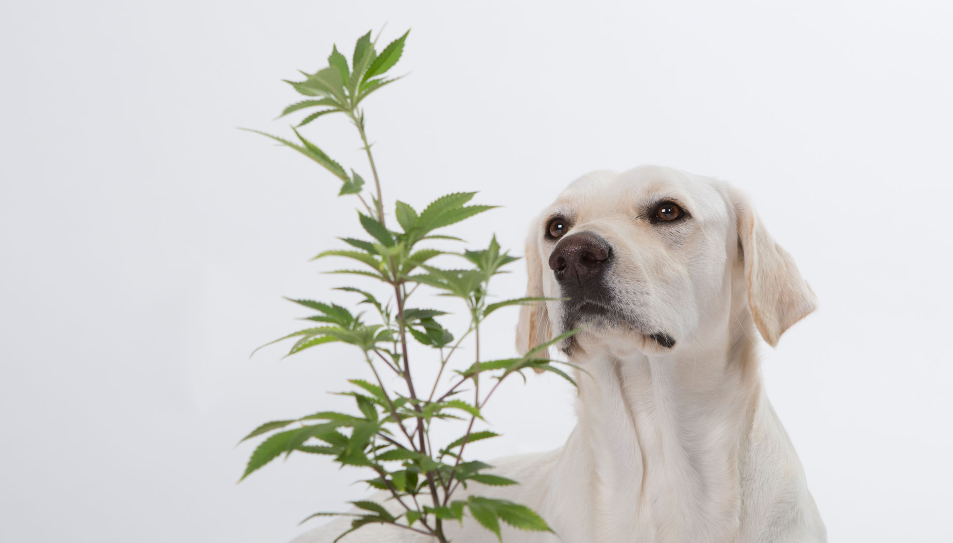 Medical Marijuana For Pets?