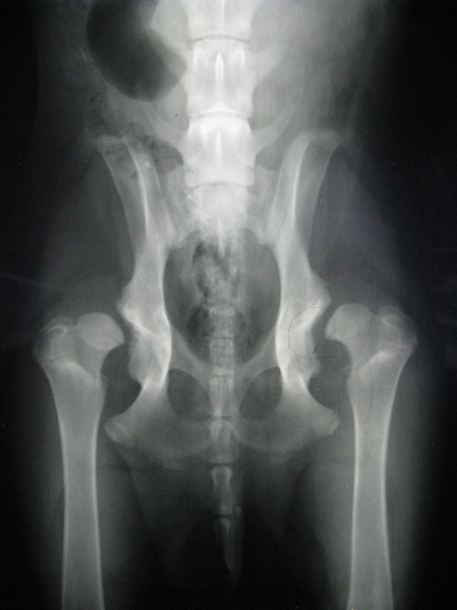 OFA Certification and Hip Dysplasia In Dogs