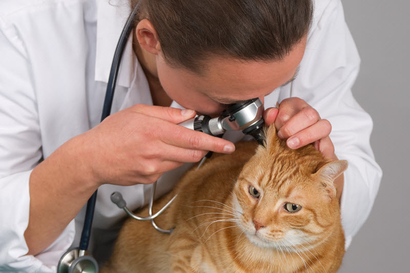 Suspect Dog Or Cat Ear Infection? Not Likely Ear Mites!