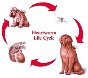 Heartworm Prevention Dogs