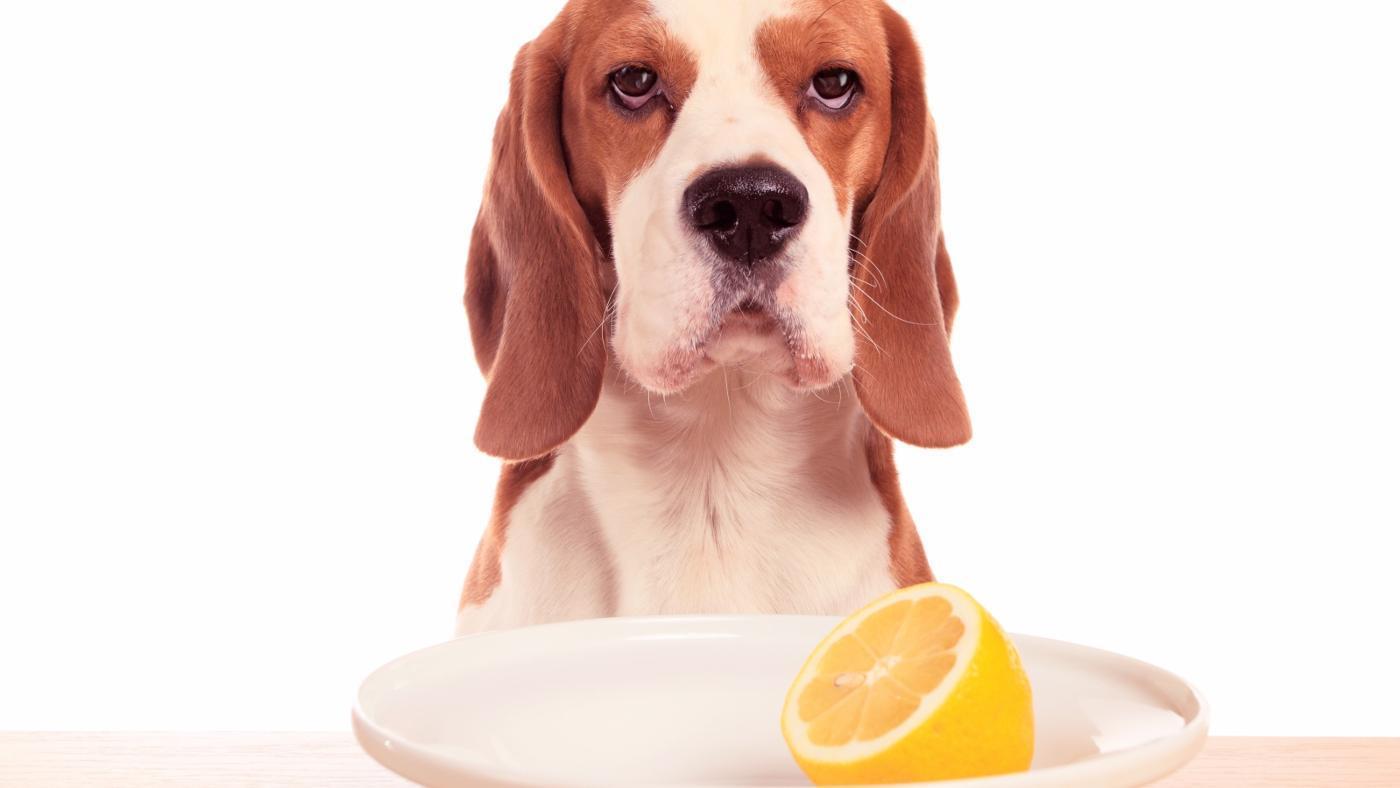 Should you give your dog Vitamin C?