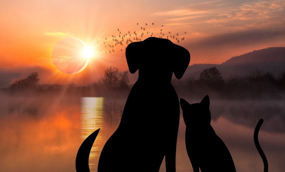 How To Keep Your Dog And Cat Safe During The Solar Eclipse