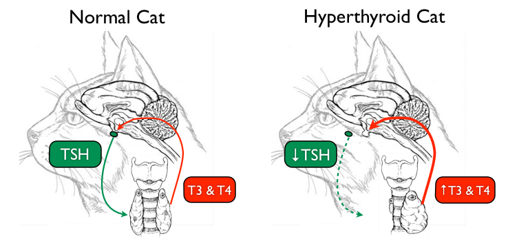 Treatment Options Hyperthyroidism Cats