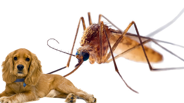 Mosquitoes bloom and therefore so does heartworm risk in dogs following a major tropical storm or hurricane.
