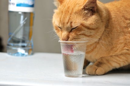 Cats Excessively Drinking Not Normal