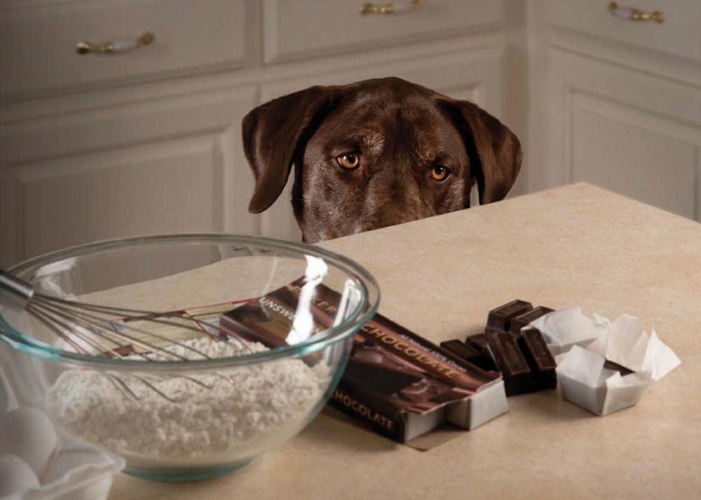 Chocolate Can Be Seriously Toxic To Dogs