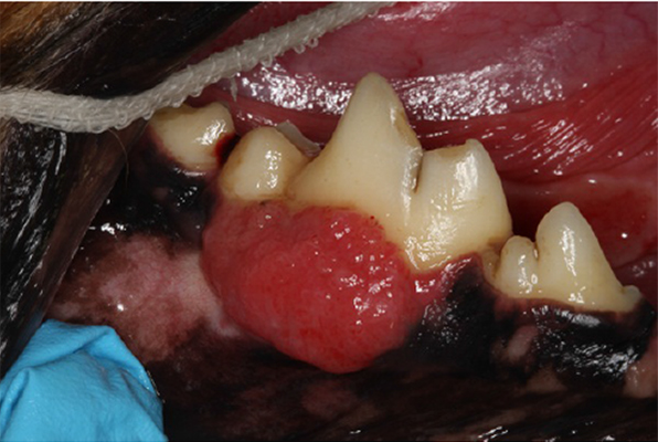 Squamous Cell Carcinoma In Cat's Mouths
