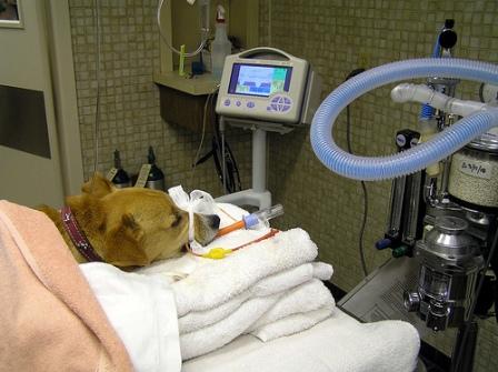 How Safe Is Anesthesia In Dogs And Cats