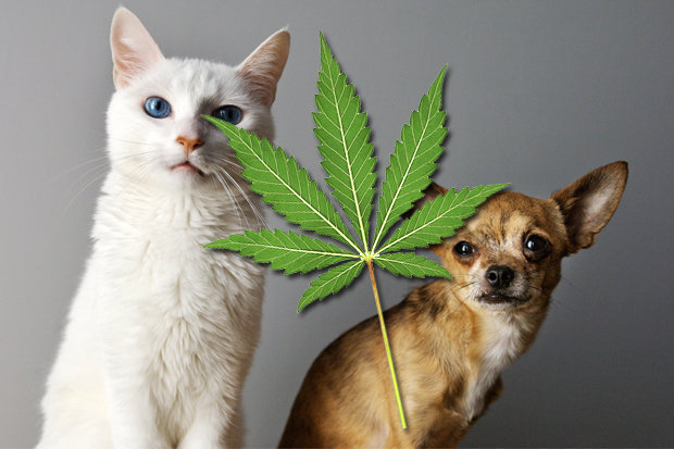 Medicinal Veterinary Use Of Cannabis In Dogs And Cats
