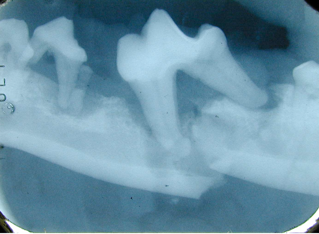Pathological fracture from dental disease in a dog