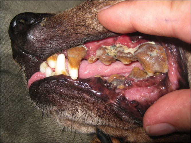 Severe dental disease in a dog