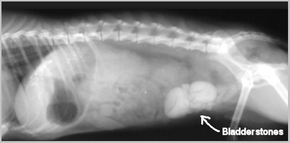 Bladder Stones In Dogs And Cats