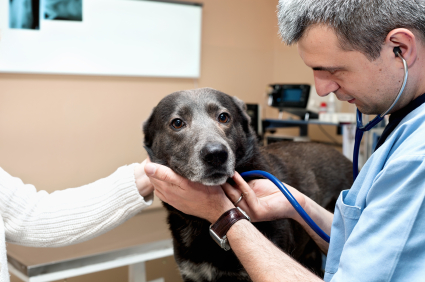 Offering The Veterinary Gold Standard Of Care