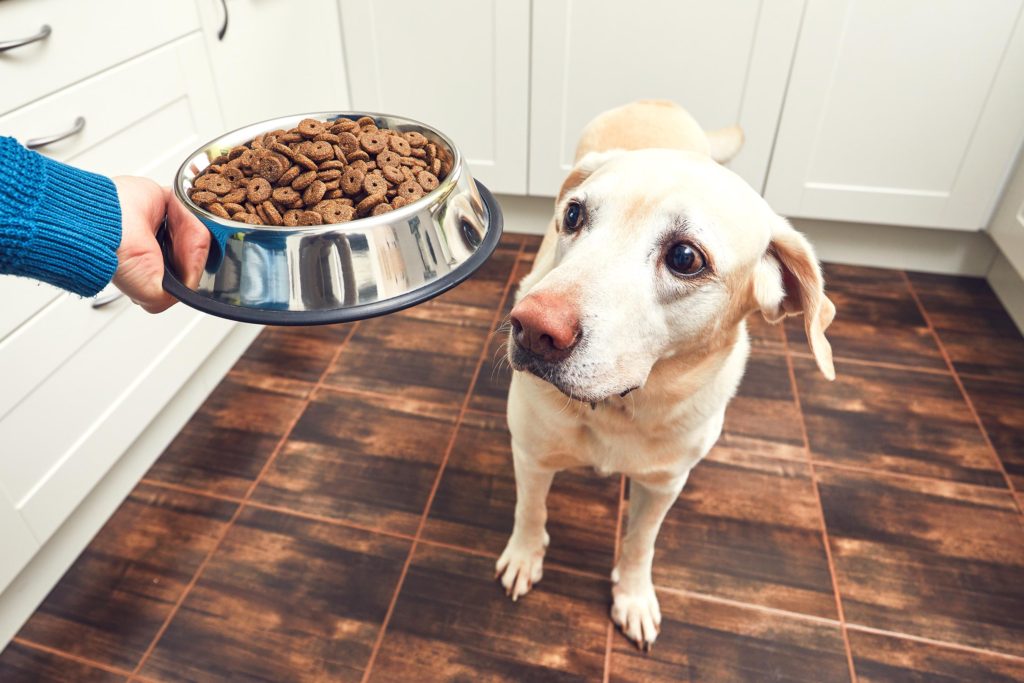 Strong Evidence Suggests That Popular Grain Free Pet Foods Are Linked