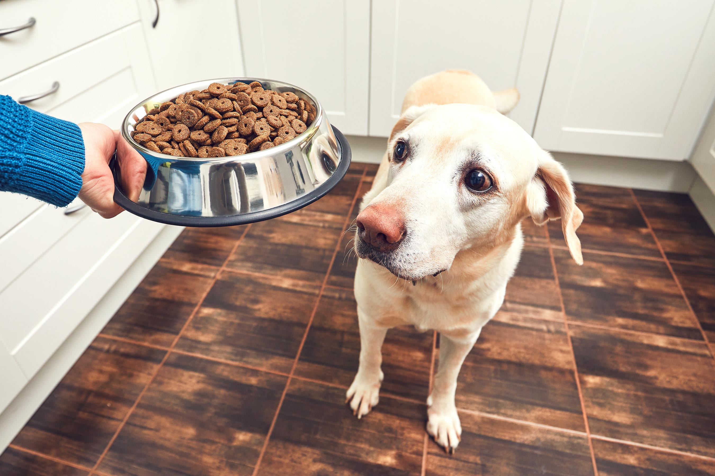 Grain free dog food linked to deadly heart disease in dogs