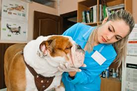 The Routine Yearly Veterinary Well Visit