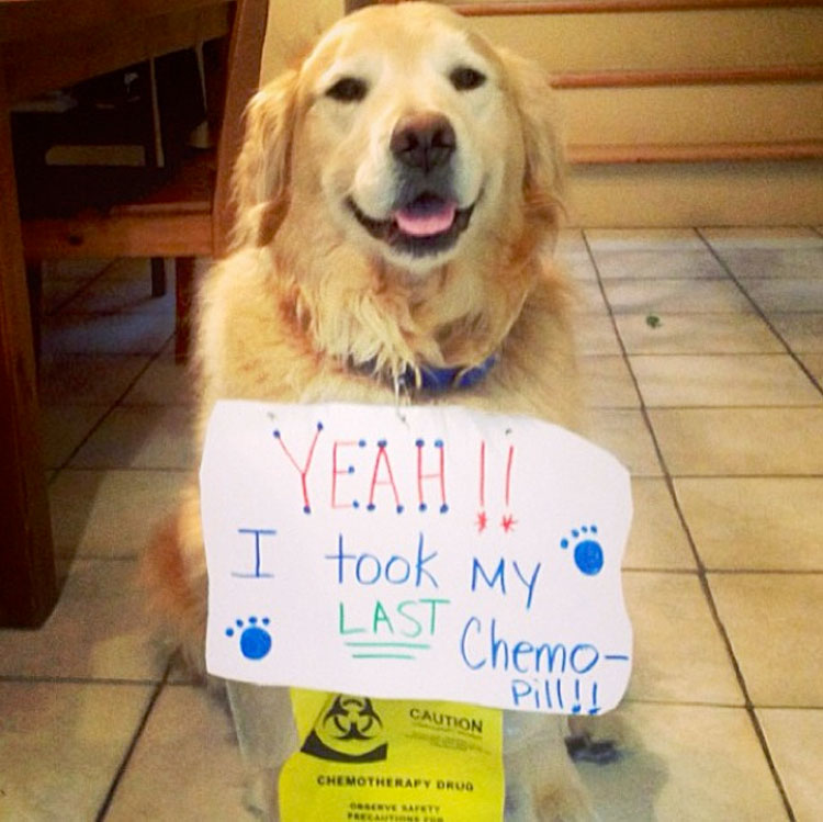 Cancer Management With Chemotherapy In Pets