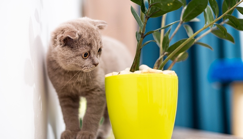Common Household Poisons Cats