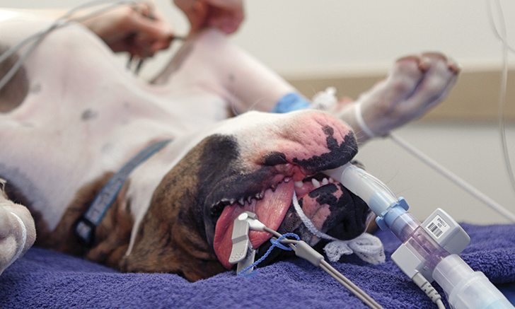 Safe Administration of Anesthesia In Dogs and Cats