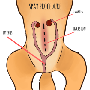 A Dog Spay Is A Major Abdominal Surgical Procedure