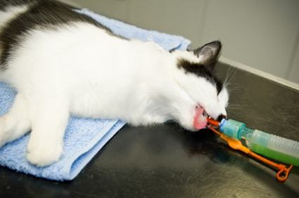 How To Administer Safe Anesthesia In Cats