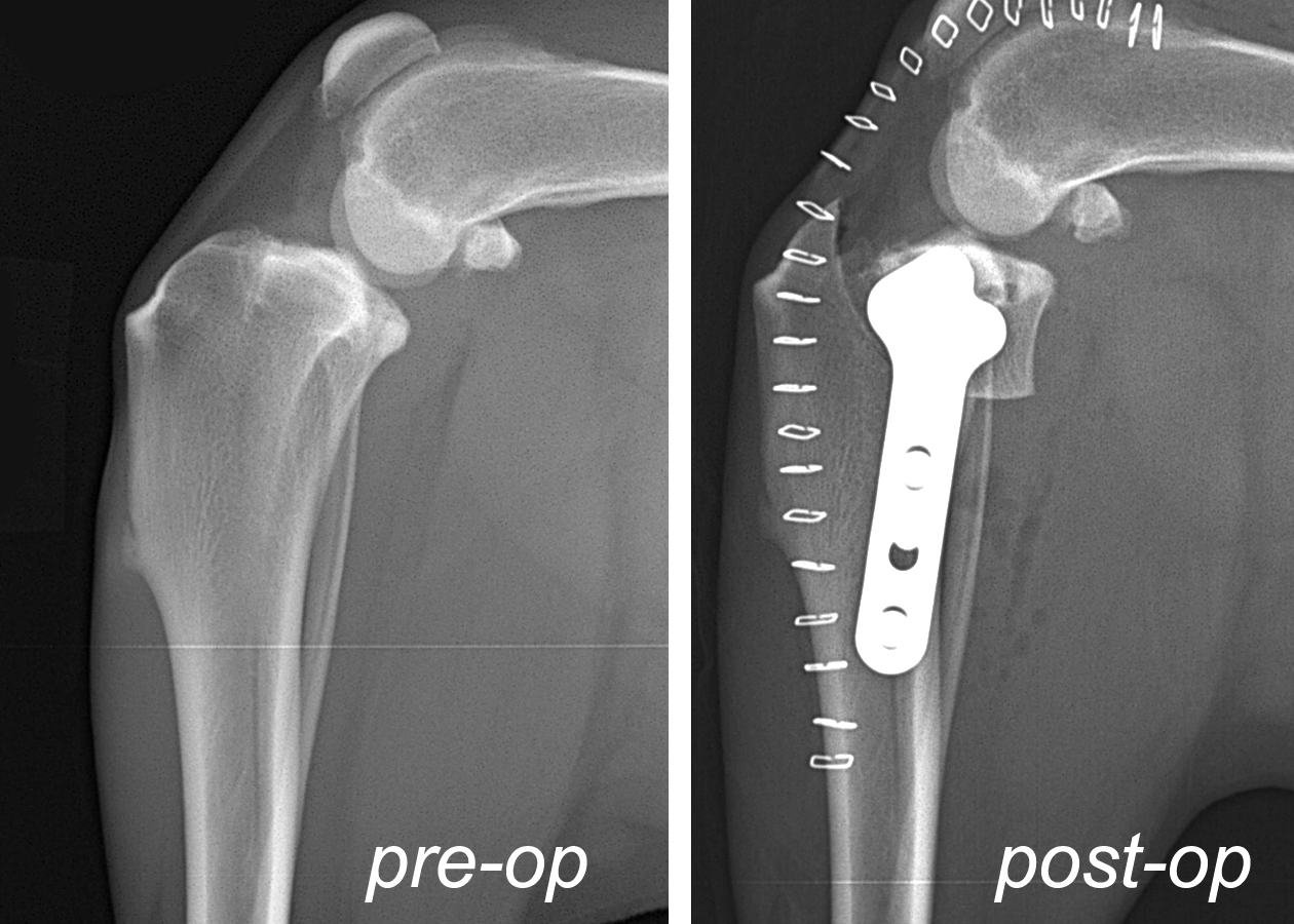 Pre and post operative TPLO x-rays.