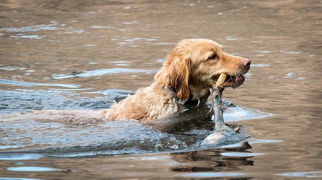 Leptospirosis On The Rise In Dogs