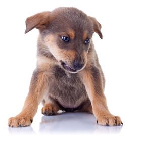 Recognizing aggression in puppies