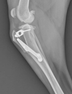 Tibial Tuberosity Advancement (TTA) for surgical repair of cranial cruciate ligament (CCL) tear in dogs. 